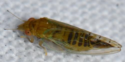 Spanioneura fonscolombii